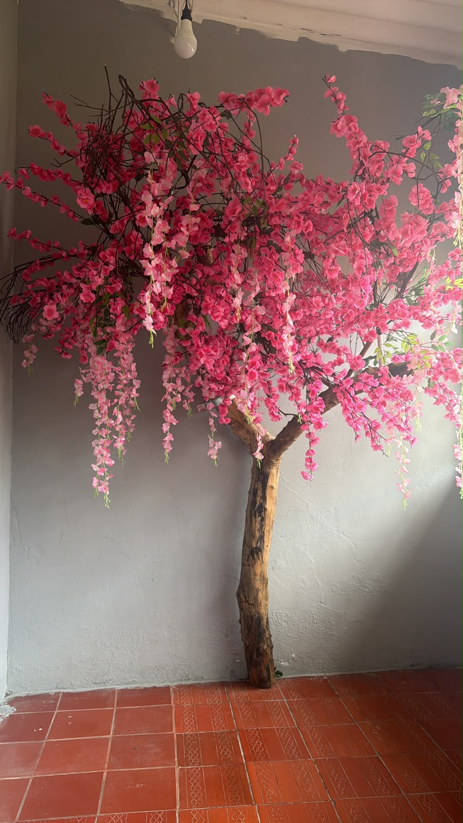 Árbol de cerezo rosa de Color House, junto a una pared gris